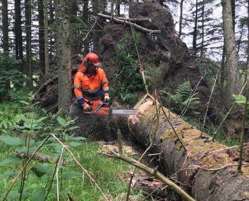 Scottish Tree Specialists In Falkirk