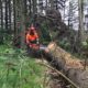 Scottish Tree Specialists In Falkirk