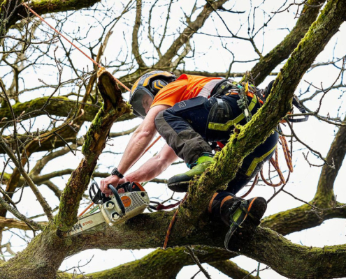 What to Look For in a Tree Surgeon when needing tree work done in Central Scotland