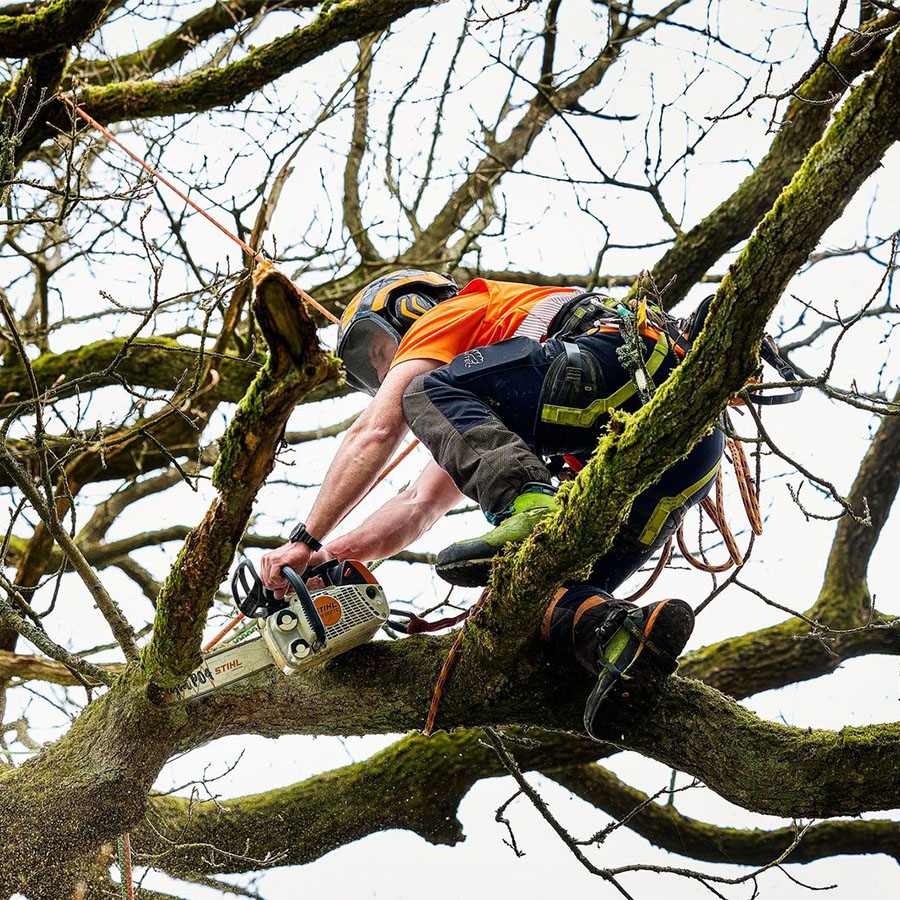 What to Look For in a Tree Surgeon when needing tree work done in Central Scotland
